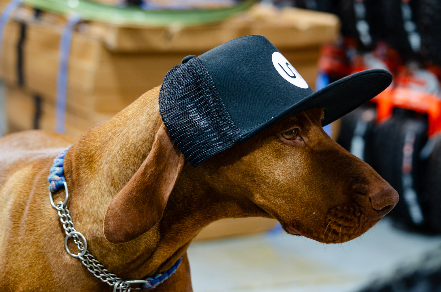 Sprung Cap